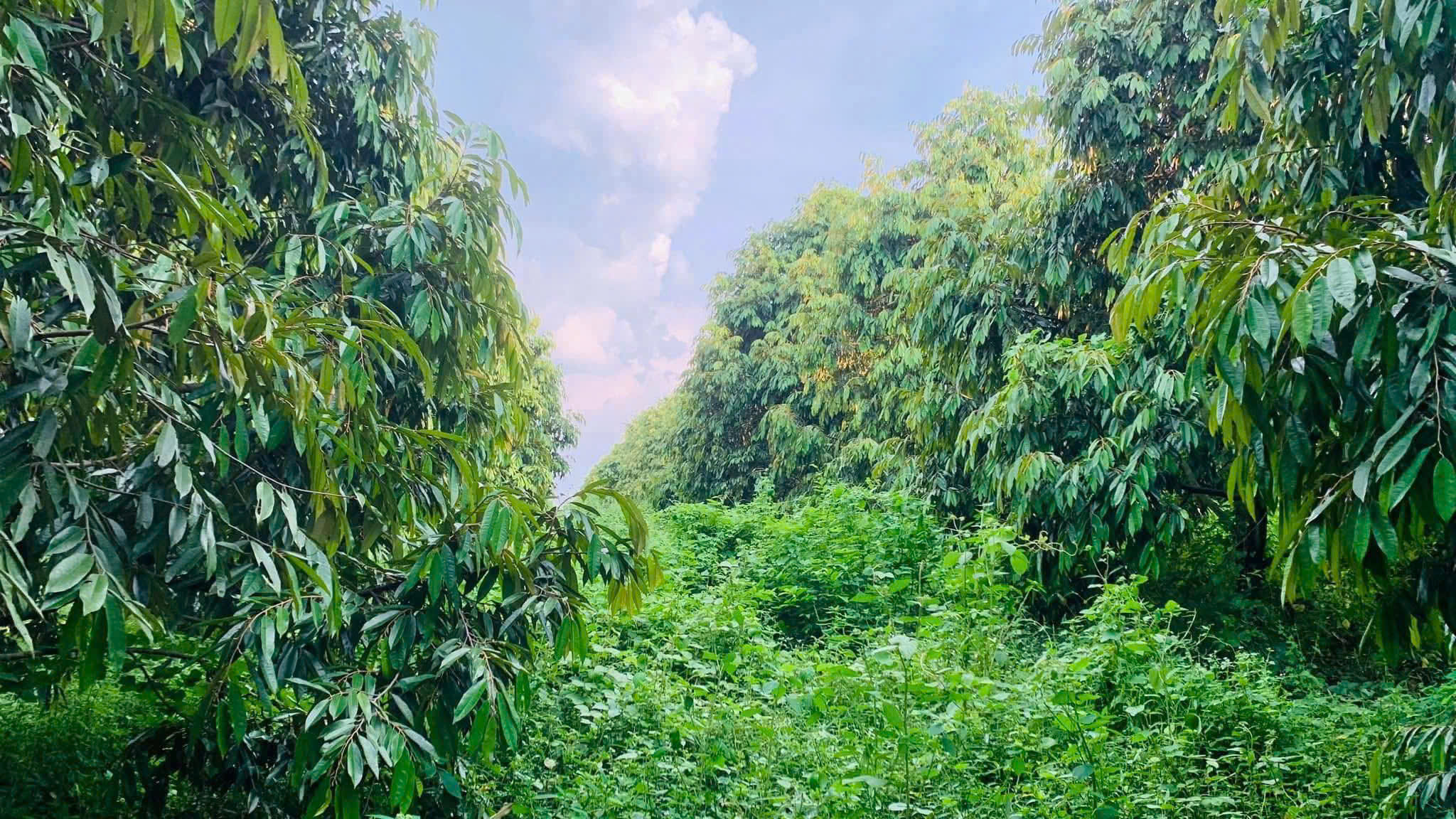 BÁN ĐẤT PHƯỜNG ĐỒNG XOÀI TỈNH ĐỒNG NAI