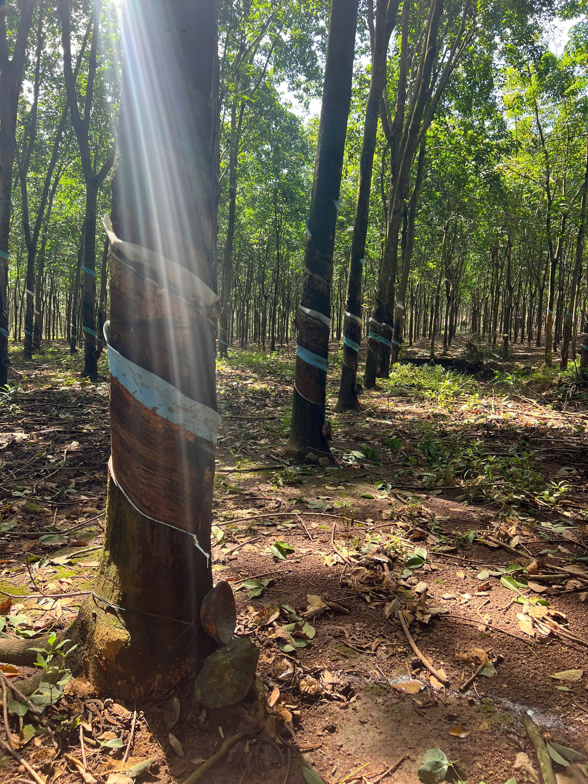 BÁN ĐẤT XÃ TÂN LỢI TỈNH ĐỒNG NAI