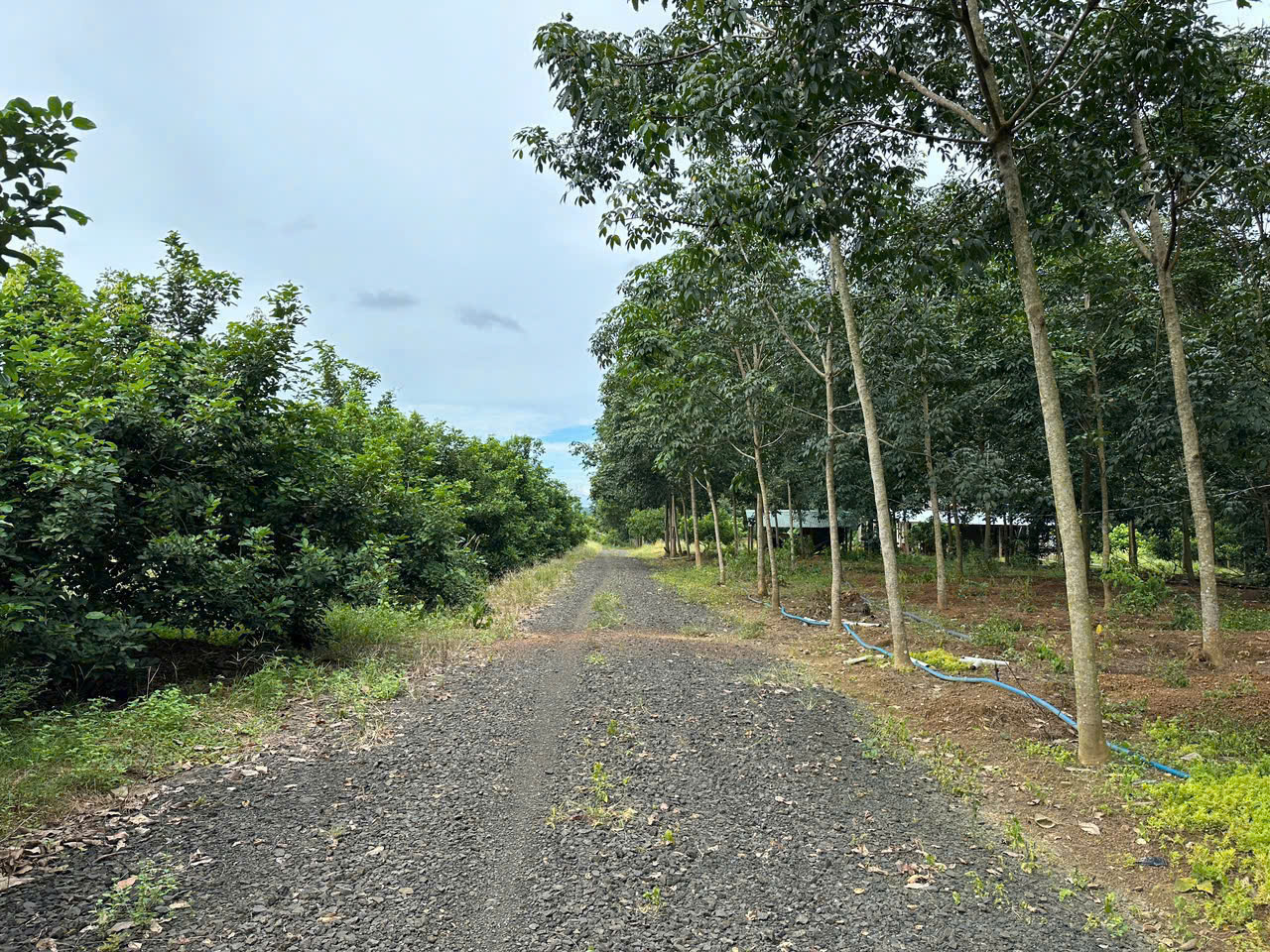 BÁN ĐẤT XÃ ĐỒNG TÂM TỈNH ĐỒNG NAI