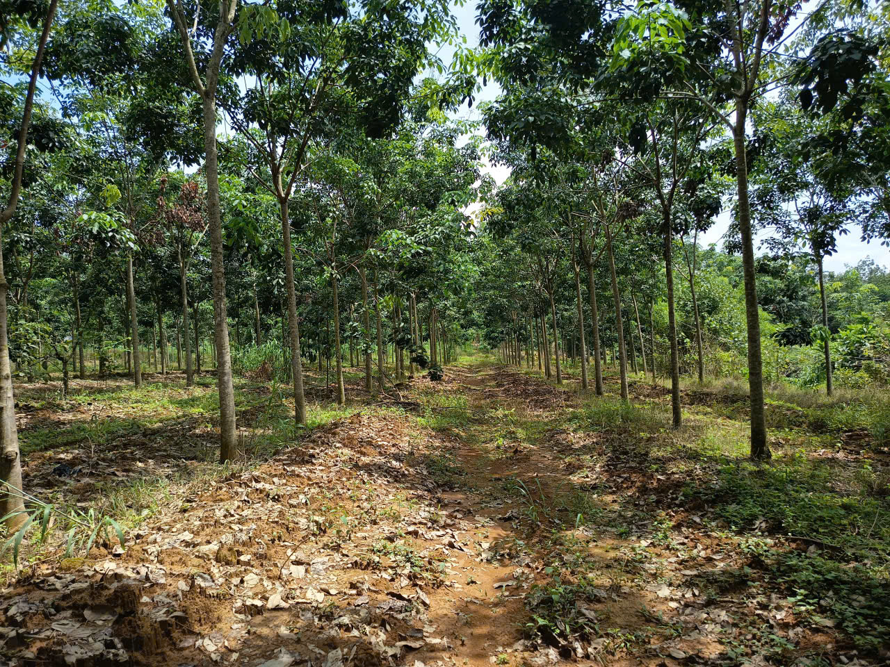 BÁN ĐẤT XÃ ĐỒNG TÂM TỈNH ĐỒNG NAI